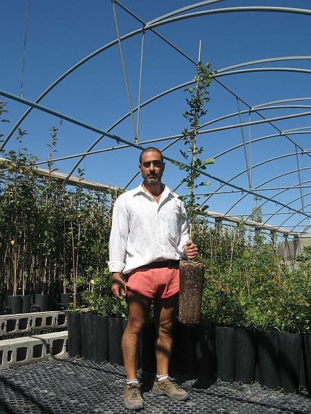 Planta de cornicabra en contenedor de 9 litros